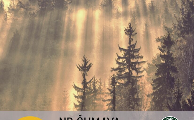 NP Šumava: Pralesy Šumavy