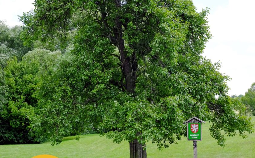 Výstava: Lidická hrušeň